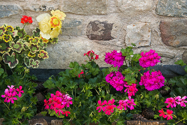 istock Pink flowers in terracotta vase 527057302