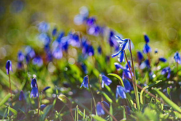 istock Scilla siberica or Siberian squill flowers 527058634
