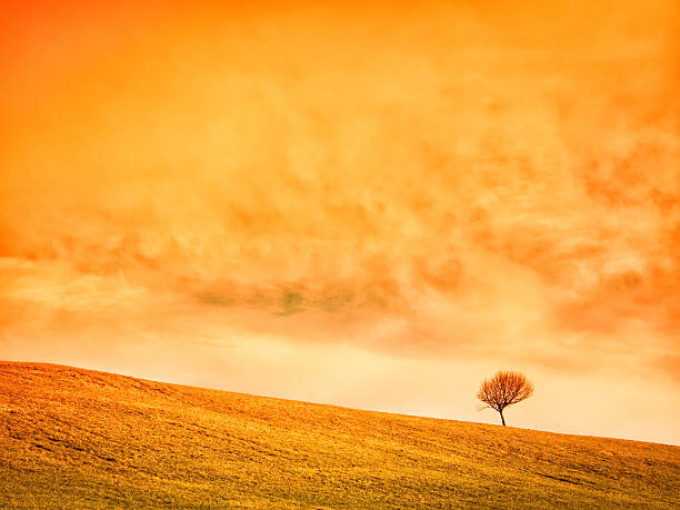 lonely tree - alleine fotografías e imágenes de stock