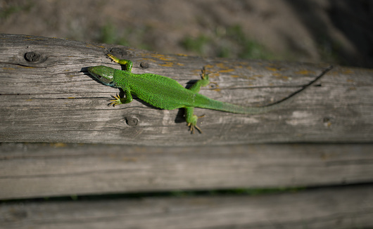 Green lizard in the wild.
