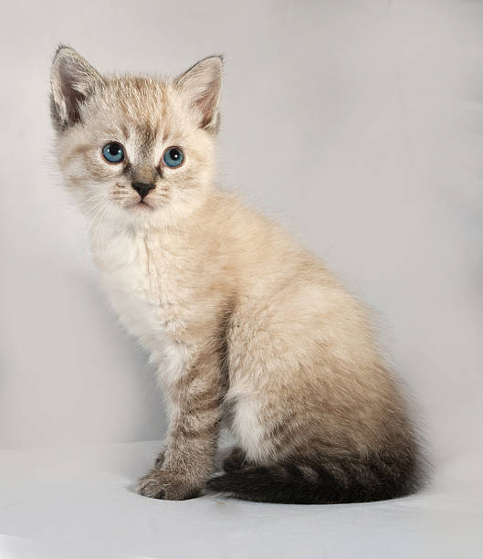 istock Seal point kitten with blue eyes sitting on gray 527068629