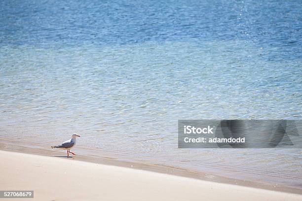 Seagull Stands By The Water Stock Photo - Download Image Now - Beach, Bird, Blue
