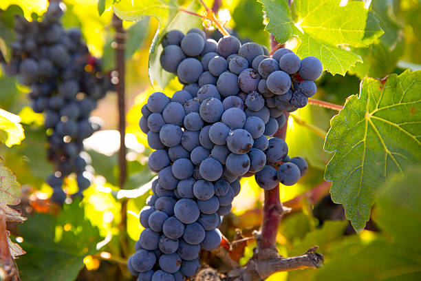 istock Bobal Wine grapes in vineyard raw ready for harvest 527069131