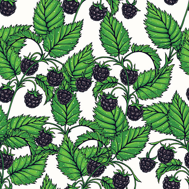 ilustrações de stock, clip art, desenhos animados e ícones de delicioso blackberry - blackberry bush plant berry fruit
