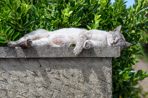 An adult tabby cat sleeping with sunbathing lengthened on a low wall. Portrait of domestic cat. Color image