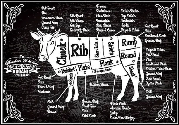 Vector illustration of poster with detailed diagram cutting cows