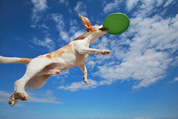 Flying dog Beagle flying and catching a frisbee in summer blue beagle stock pictures, royalty-free photos & images