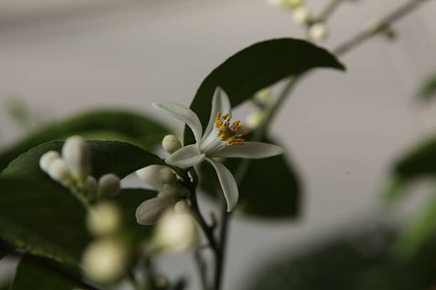 istock the flower of lemon tree 527070865