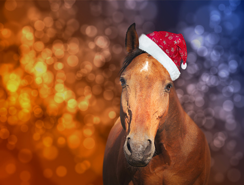 red horse in  Santa hat on Christmas background with bokeh