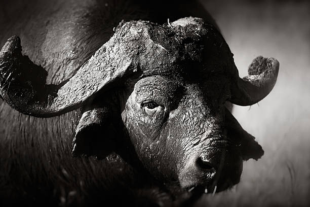 istock African buffalo bull Portrait 527071327