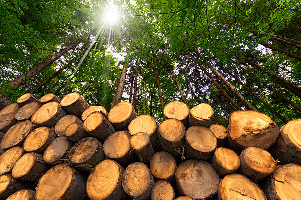 istock Wooden Logs with Forest on Background 527072173