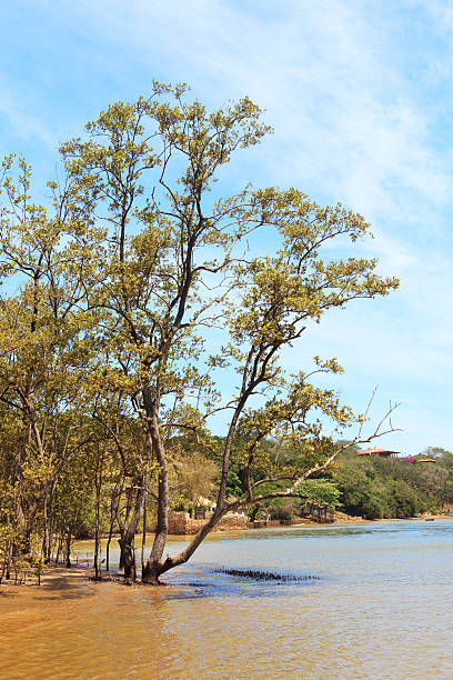 istock Tree in water on beach, Flood-tide, sea, coastline 527072625