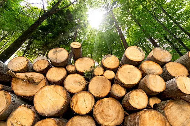 Trunks of trees cut and stacked in the foreground, green forest in the background with sun rays