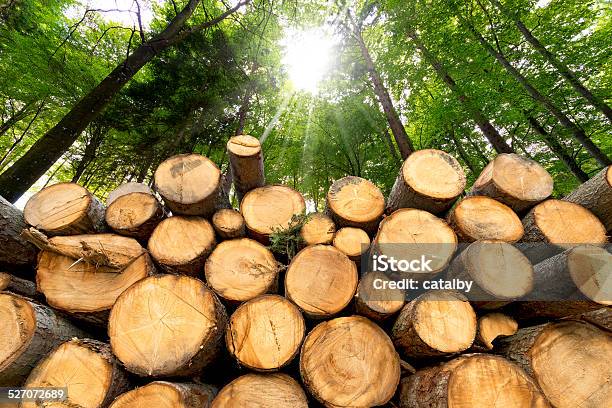 Wooden Logs With Forest On Background Stock Photo - Download Image Now - Timber, Wood - Material, Lumber Industry