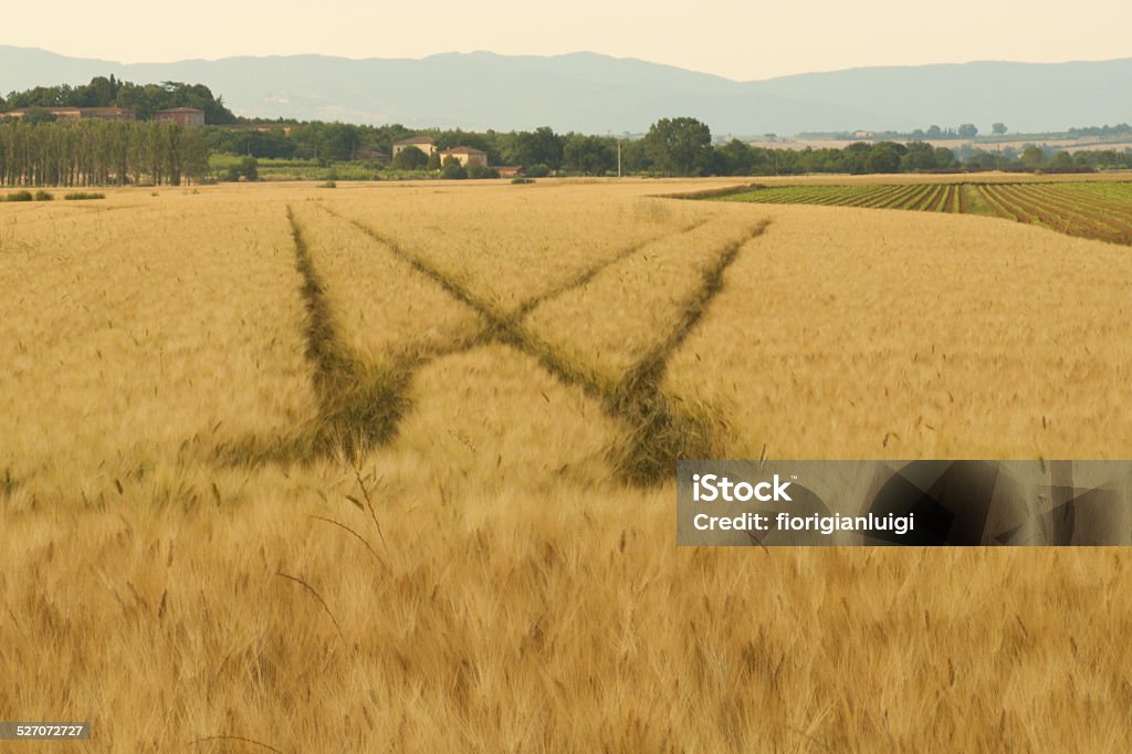 W in a field of wheat field of wheat with big dabble in the middle Letter W Stock Photo