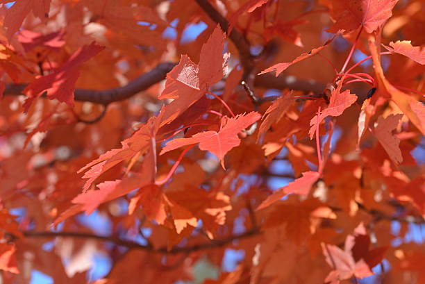 Leaves in fall stock photo