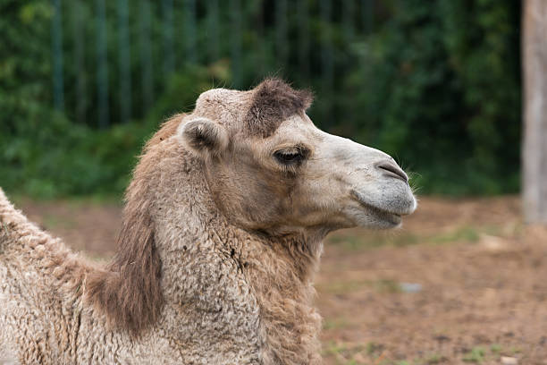 camel - paridigitate mammals photos et images de collection