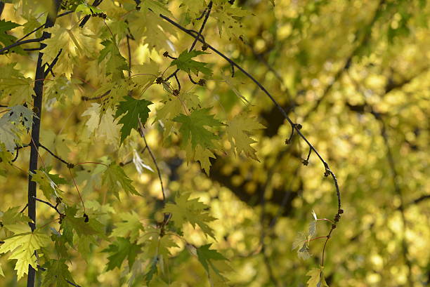 Green Leaves in Fall stock photo