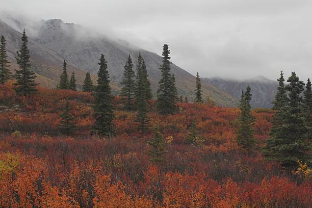 istock Bright Fall color in Denali National Park Alaska 527074763