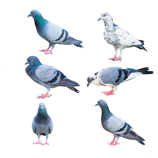 istock pigeon birds isolated on white 527076219