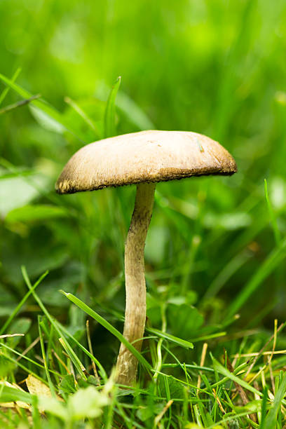 istock Mushroom in the grass 527086293