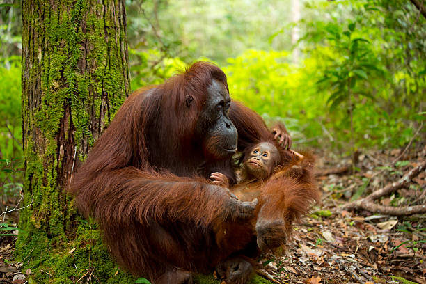 ibu dan bayi orangutan yang cantik. - kalimantan potret stok, foto, & gambar bebas royalti