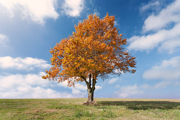 istock Lone tree with red leaves at sunny day 527086691