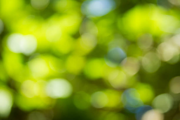 istock Natural green blurred and bokeh background,Abstract backgrounds. 527086799