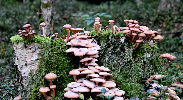 hongos en el bosque - edible mushroom mushroom fungus colony fotografías e imágenes de stock