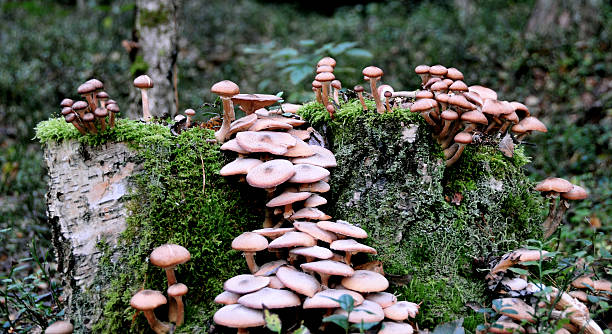 cogumelos na floresta - edible mushroom mushroom fungus colony imagens e fotografias de stock