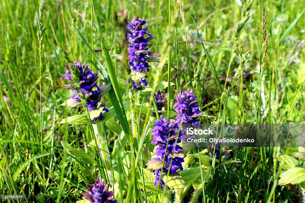 ajuga on the meadow a wild blue ajuga on the meadow Backgrounds Stock Photo