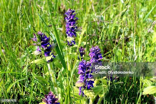 Ajuga On The Meadow Stock Photo - Download Image Now - Backgrounds, Beauty, Blossom