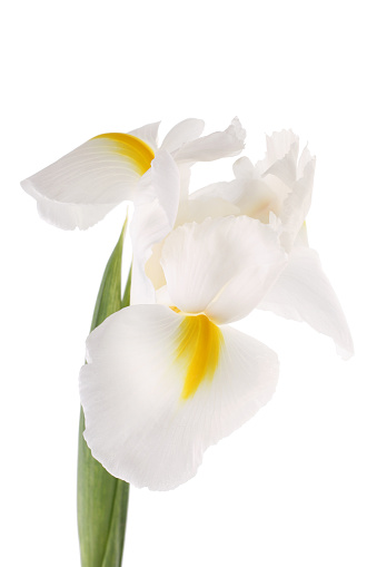 White iris isolated on white background