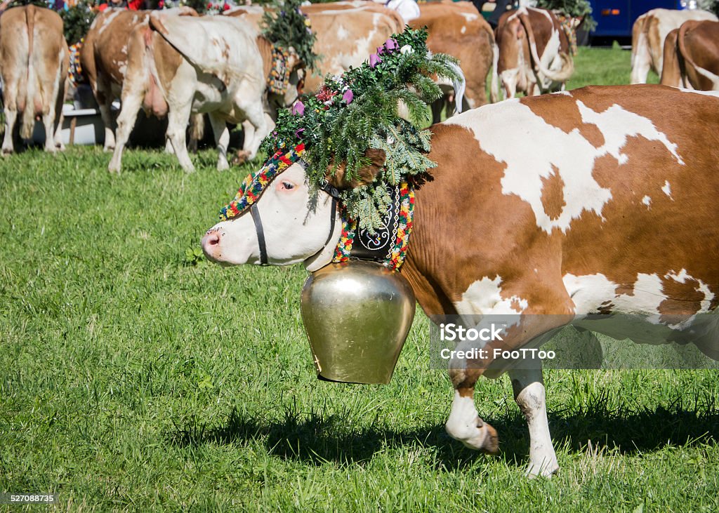 almabtrieb cows at a almabtrieb in pertisau - austria Bell Stock Photo