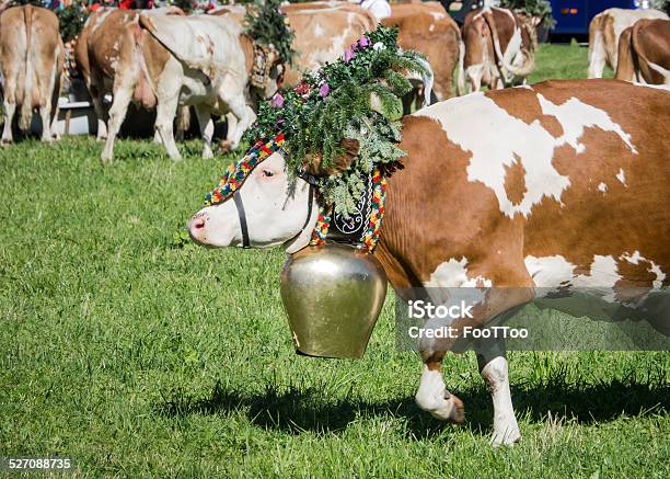 Almabtrieb Stock Photo - Download Image Now - Bell, Cow, Agricultural Field