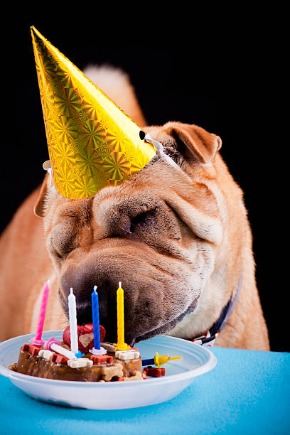 istock sharpei dog celebrating birthday 527088771