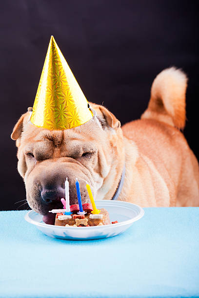 istock sharpei dog celebrating birthday 527088775