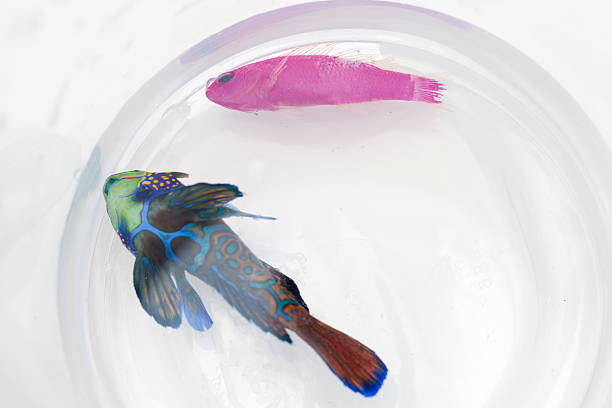 istock Dying saltwater fishes 527090977