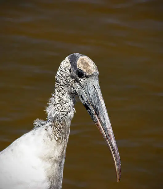 Close up profile of an American Woodstork