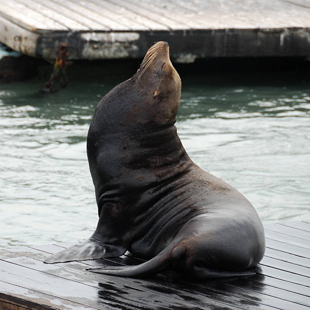istock Selfish sea lion at San Francisco harbor 527092069