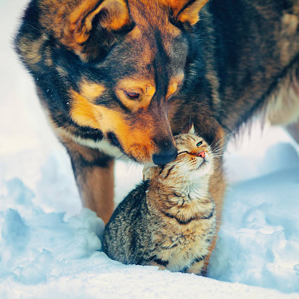 istock Dog and cat playing in the snow 527092713