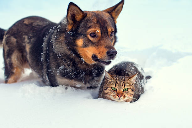 istock Dog and cat in the snow 527092721
