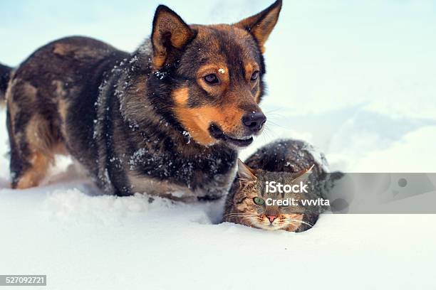 Dog And Cat In The Snow Stock Photo - Download Image Now - Dog, Domestic Cat, Nature