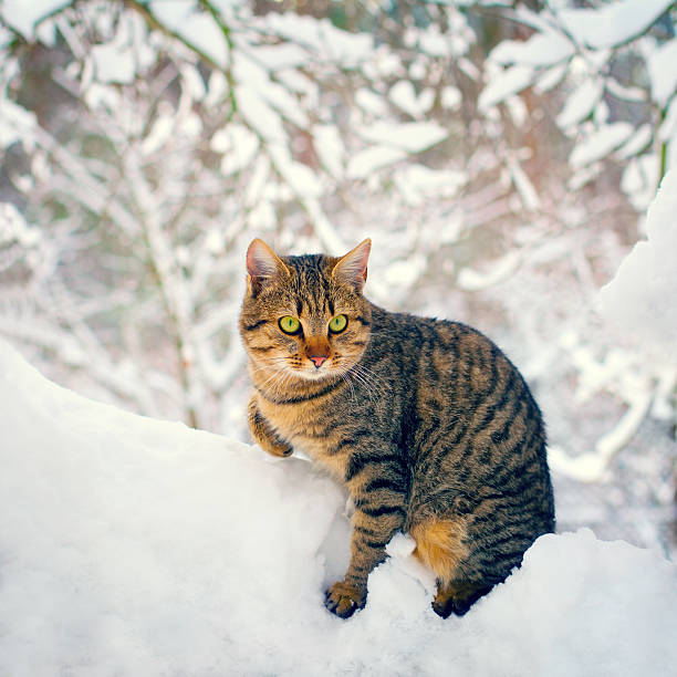 istock Cute cat walking in the snowy forest 527092723