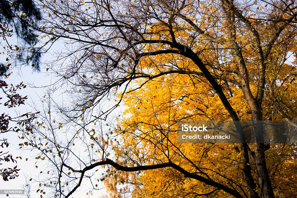 Yellow maple tree Maple tree and autumn Abstract Stock Photo