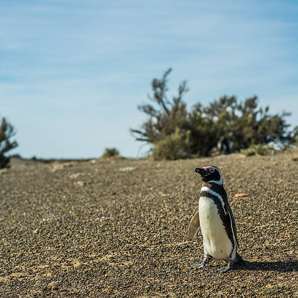 istock Penguin in patagonia 527093163
