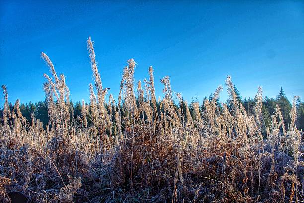 istock Frost Covered Ferns & Grasses at Sunrise 527093485