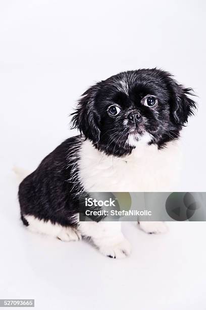 Sweet Little Dog Stock Photo - Download Image Now - Animal, Animal Hair, Beauty