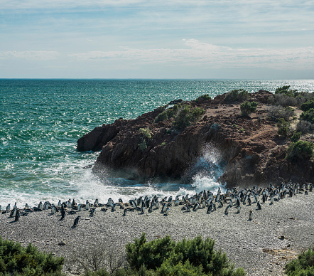 Large group of Magellanic penguins in the sea shore about to take a morning swim in the Atlantic Ocean in Patagonia Argentina