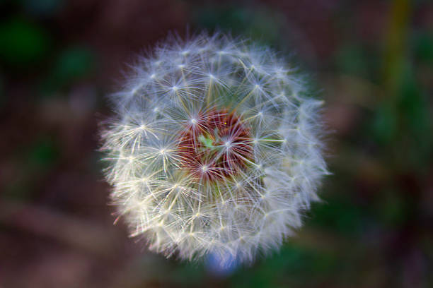 diente de león - dandelion uncertainty flower single flower fotografías e imágenes de stock